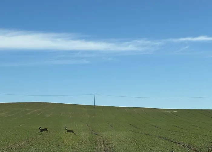 Willa Mazury, Ametyst, Cisza , Ptasi śpiew Grzyby , Ryby Szczytno (Warmian-Masurian)